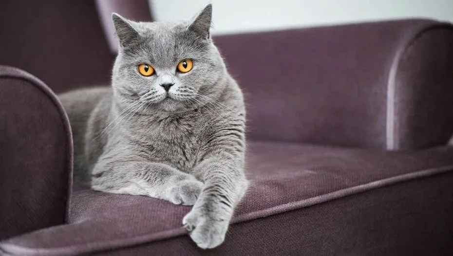 😻5 невероятно милых научно доказанных фактов про кошек