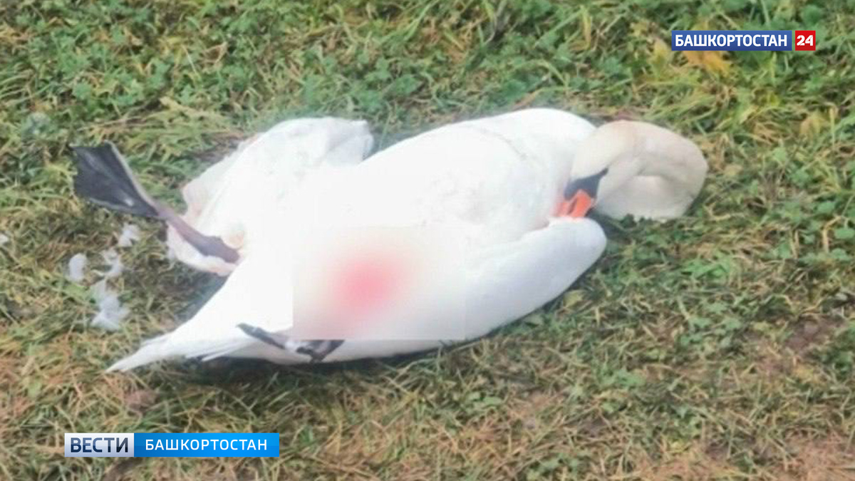    Раненый лебедь упал во двор жилого дома в Башкирии