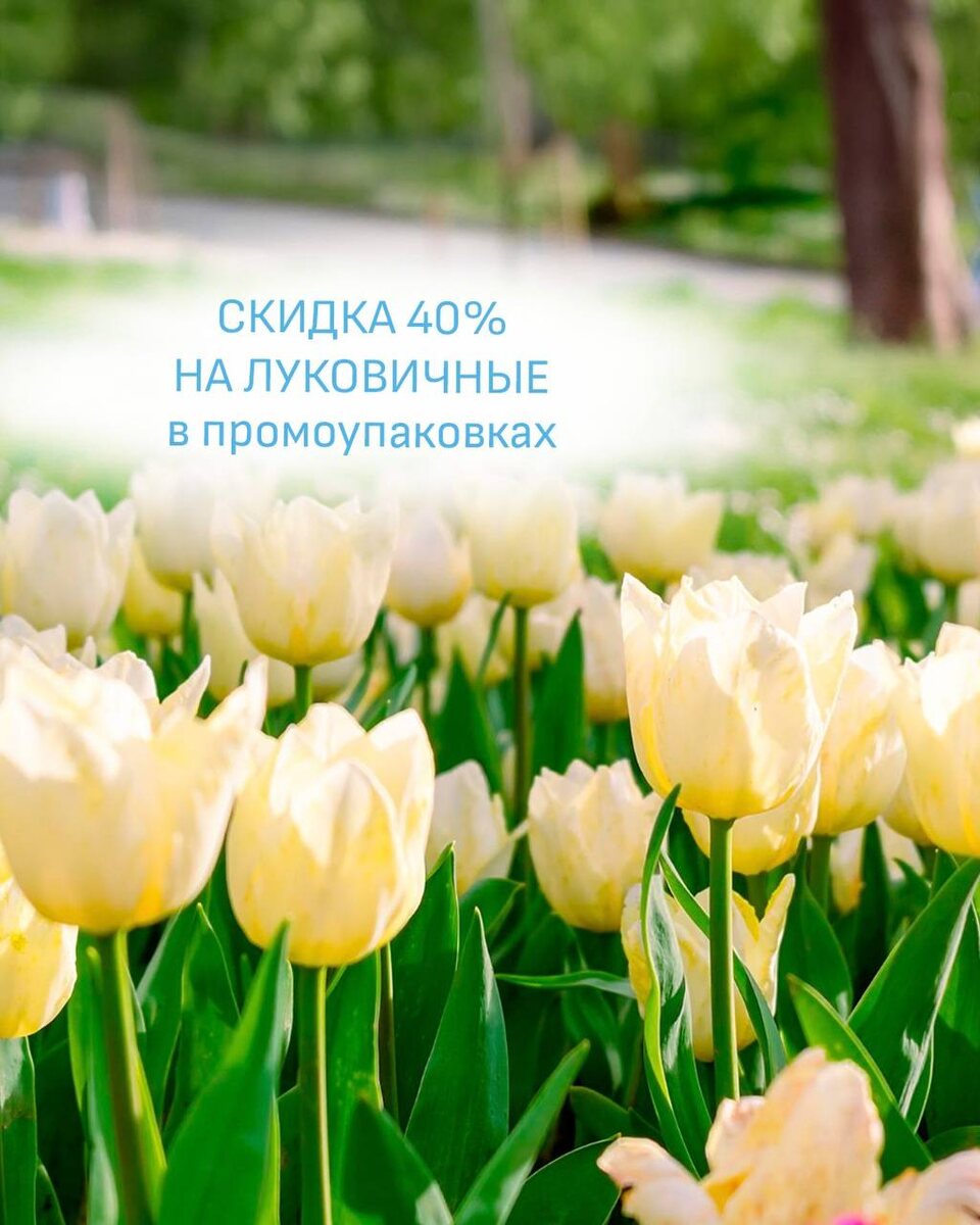 Тюльпаны оптом из питомника