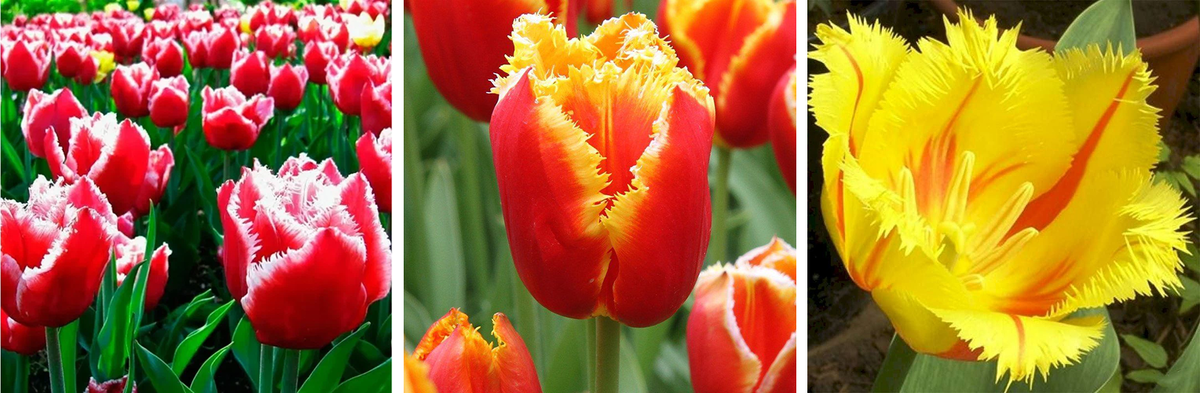 Бахромчатые тюльпаны в коробках