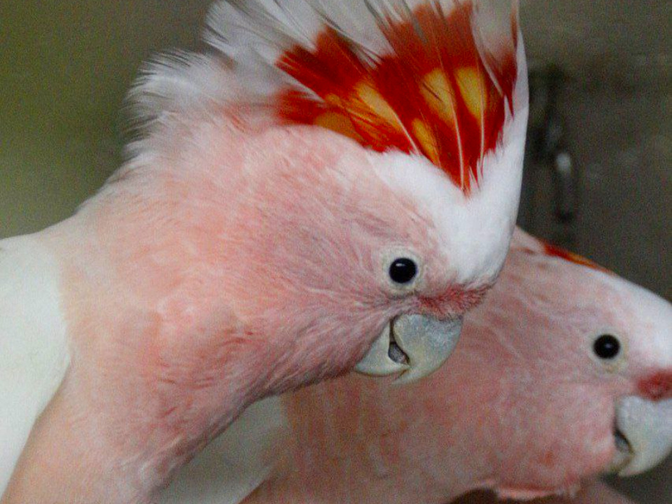    Фото: Центр воспроизводства редких видов животных