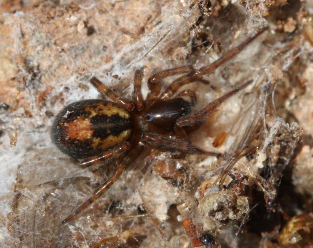 Их жилье в бревнах выглядит примерно так. Если раскрываете трухлявый пень, велика вероятность наткнуться на такого жителя, смотрящего на вас в непонимании.