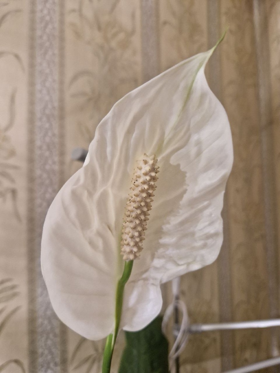 Кюрли Леопард