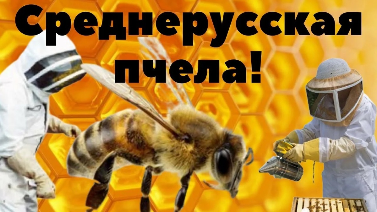 Среднерусская пчела
