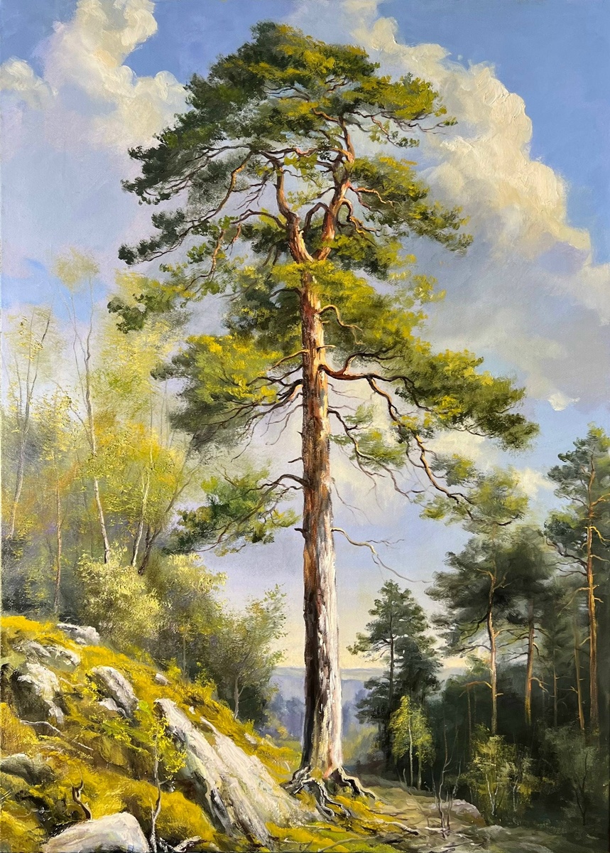 Сосна, освещенная солнцем. Источник изображения: vk.com›saharovs_art