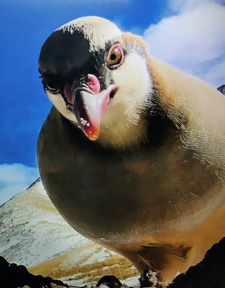 Кеклик Пржевальского. Самец. Представитель эндемического вида семейства фазановых, Китай. Эндемик, значит уникальный, особенный, местный вид птиц, которых нигде больше на Земле нет.   Фото с фотофестиваля дикой природы «Золотая черепаха». Москва, Новая Третьяковка, ноябрь, 2025 год. В глазах птицы можно разглядеть её создателя... Ведь кто-то разумный её придумал!