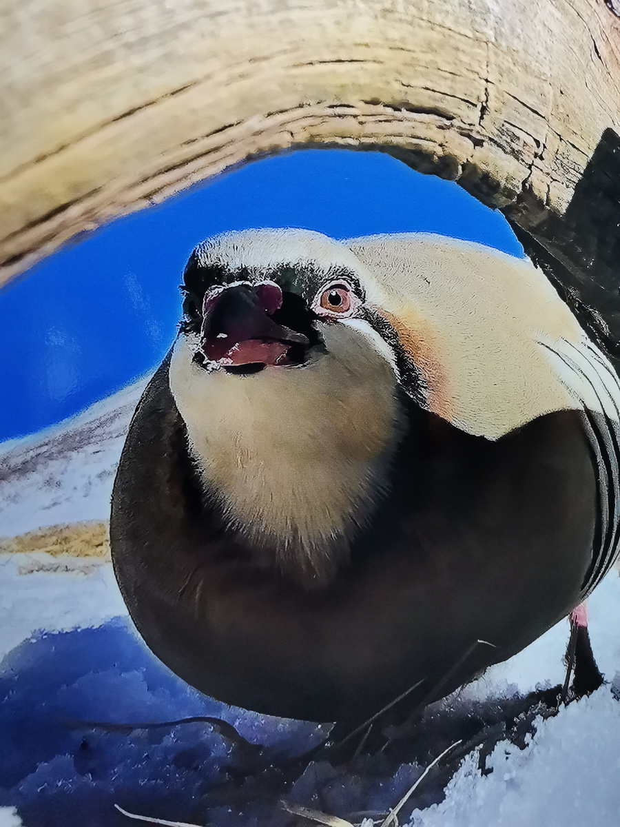 В нашем материальном мире всякой твари должно быть по паре! Чувствуете разницу во взглядах птиц, смотрящих в камеру? Теперь отличите по глазам и взгляду самочку от самца? А ведь их глазами создатели смотрят на нас и на сотворённый ими мир! Понимаем ли мы это, или не осознаём, что наше сознание пока ещё находится под кисеёй забвения? Начнём ли самопробуждаться? И как скоро?