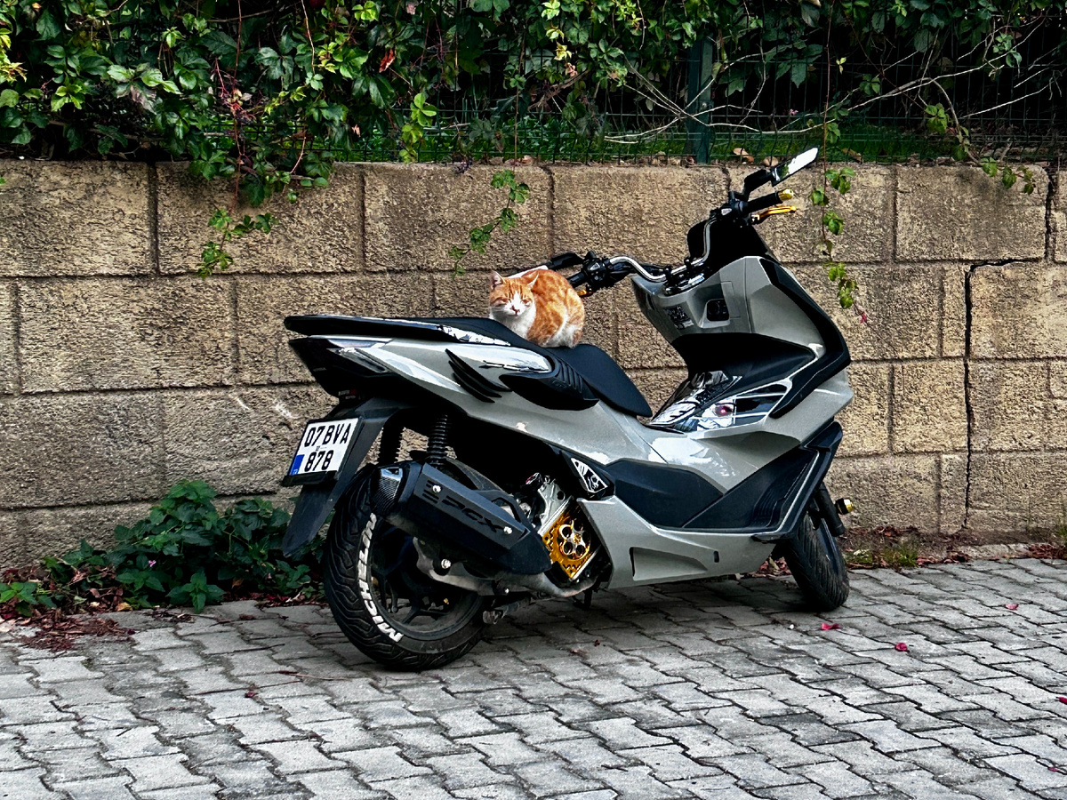 Городские кошечки.