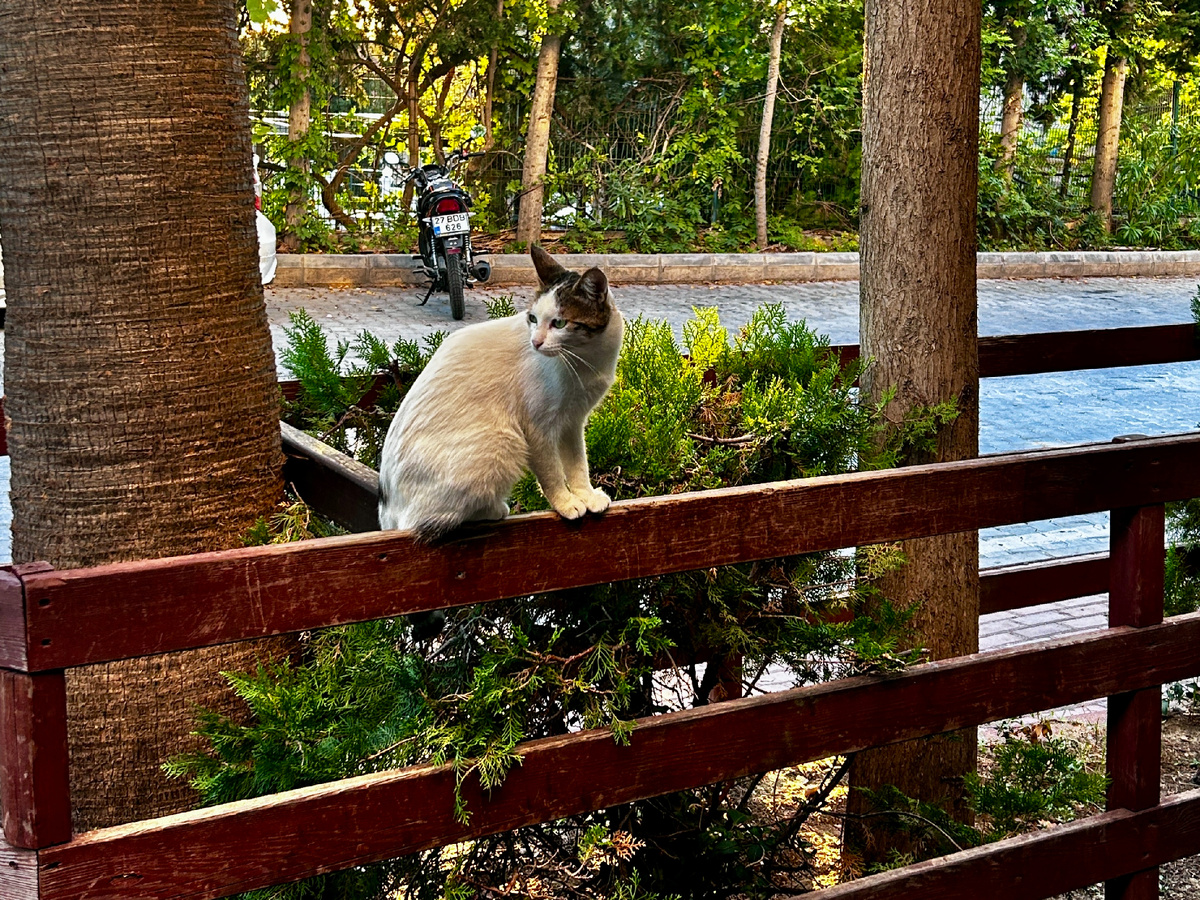 Городские кошечки.