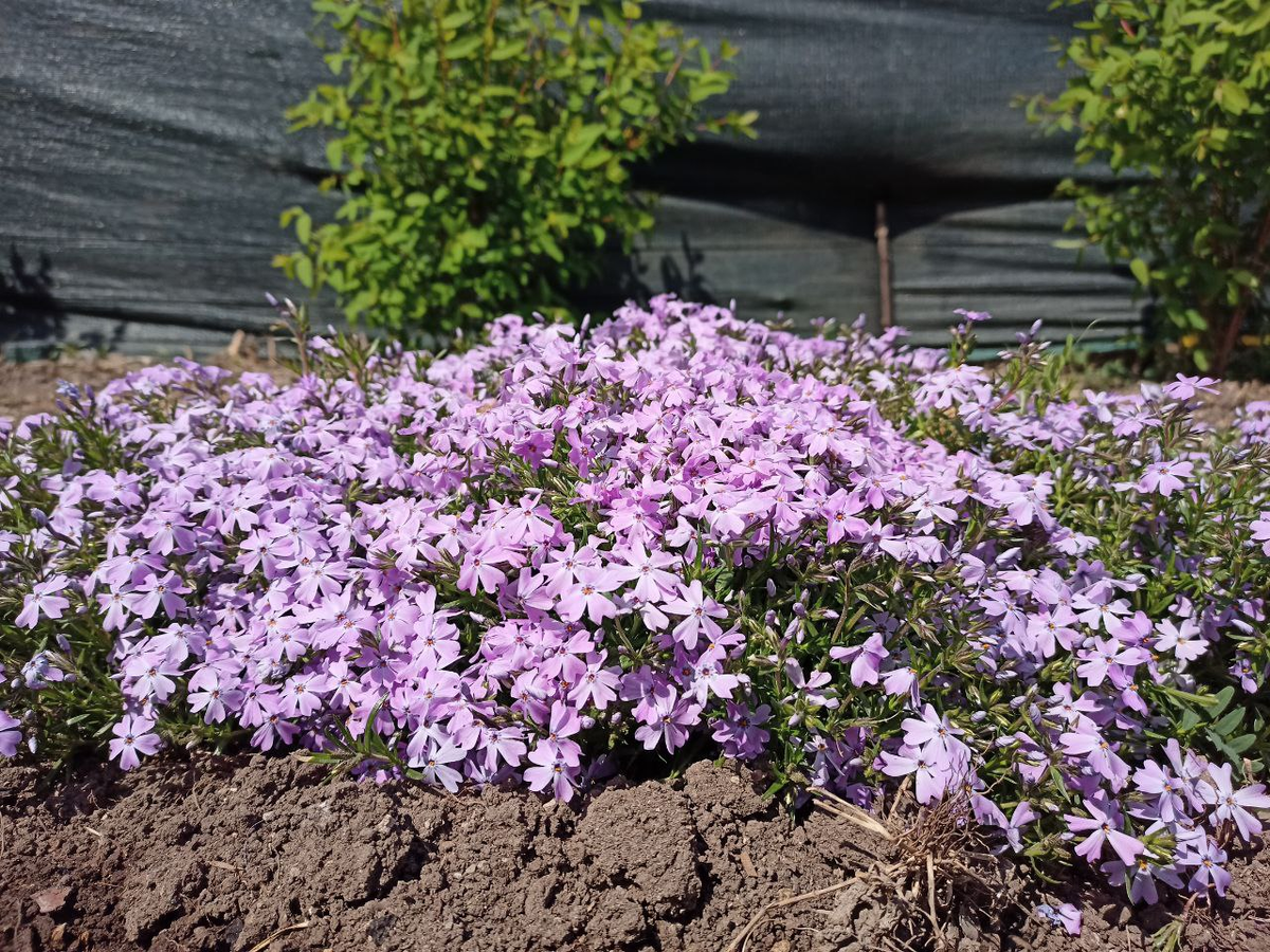 Рудбекия – канал про цветы. Флокс шиловидный сиреневый.