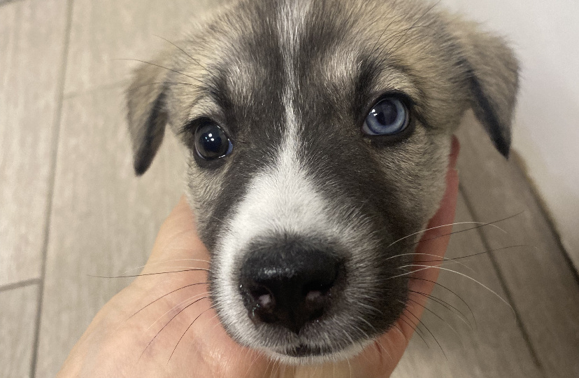 Бирюза голубоглазая. Метиса хаски выкинули нерадивые хозяева