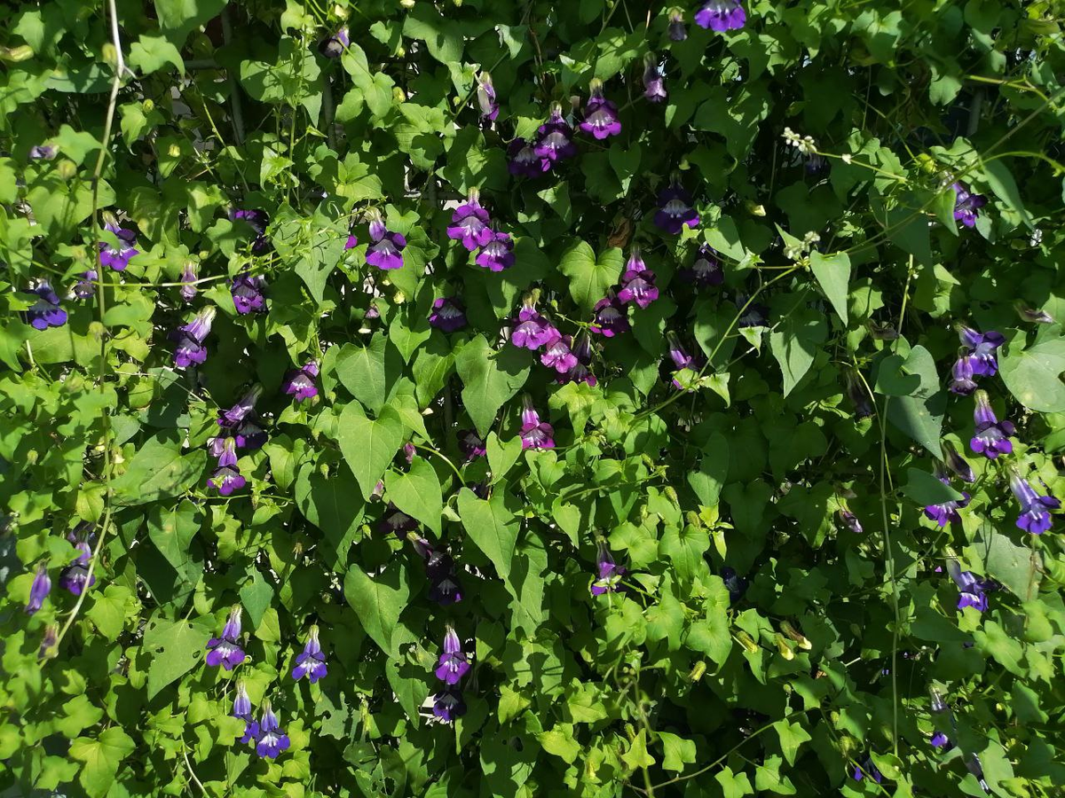 Азарина лазающая летом, фото автора