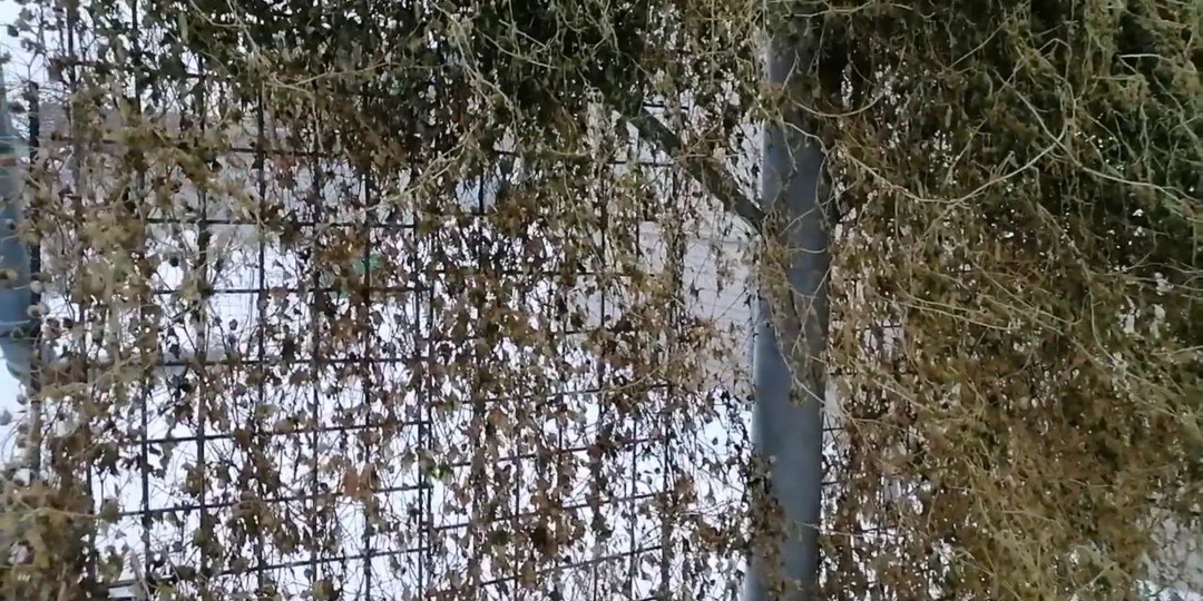 Как легко очистить решетчатые забор, опору, шпалеру от вьющихся растений?