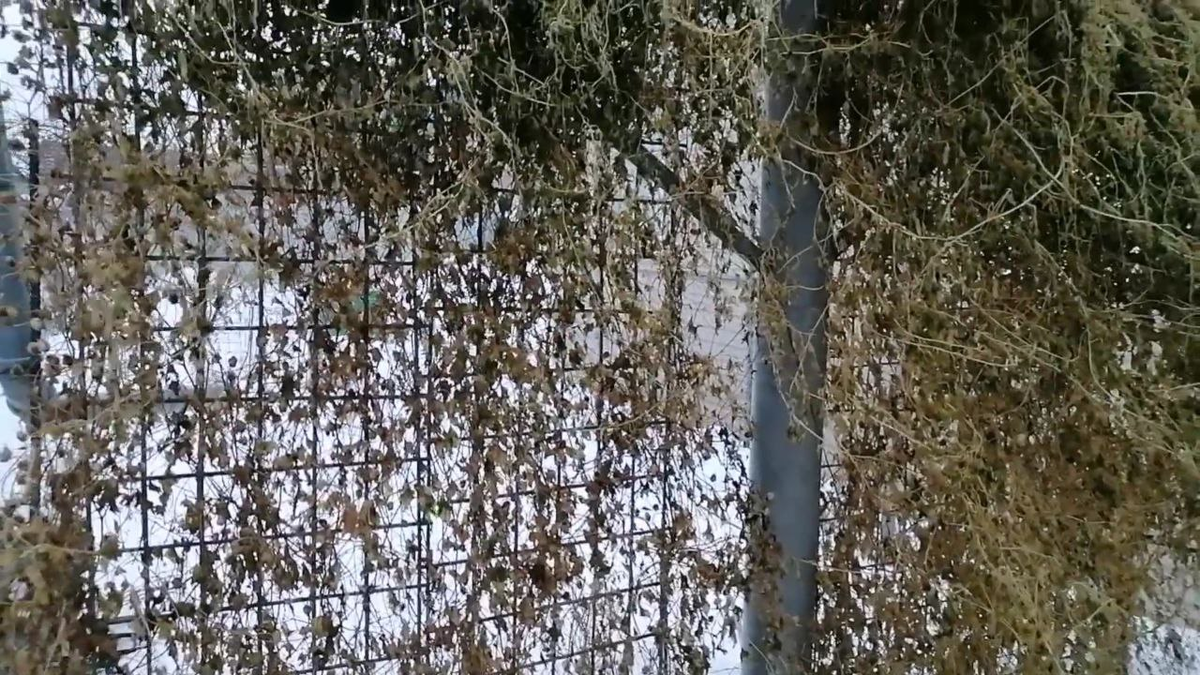 Опора с вьющимися растениями осенью, как очистить