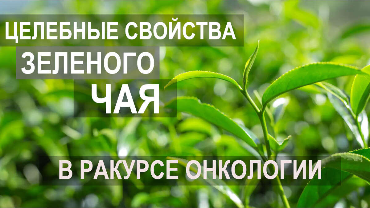 Целебные свойства зеленого чая в ракурсе онкологии