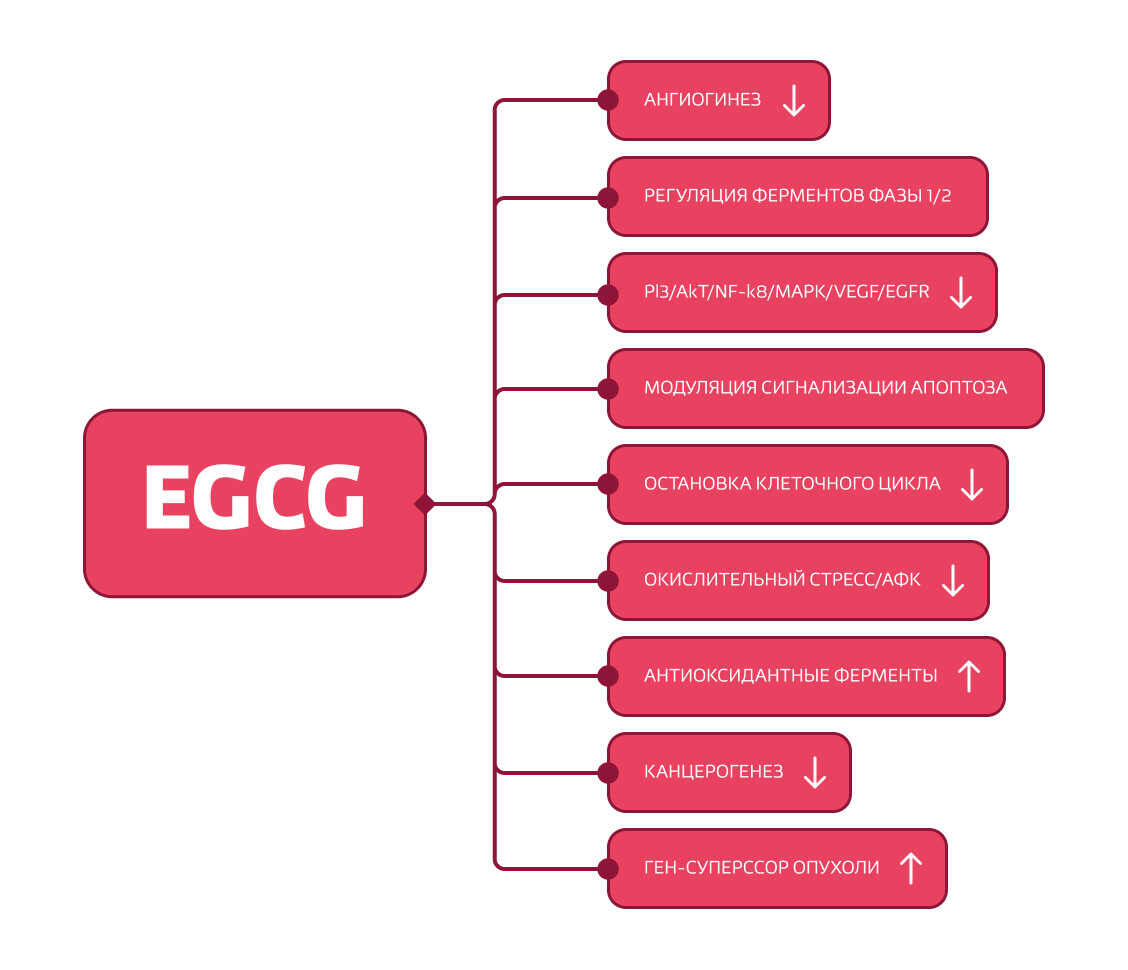 противоопухолевые эффекты зеленого чая