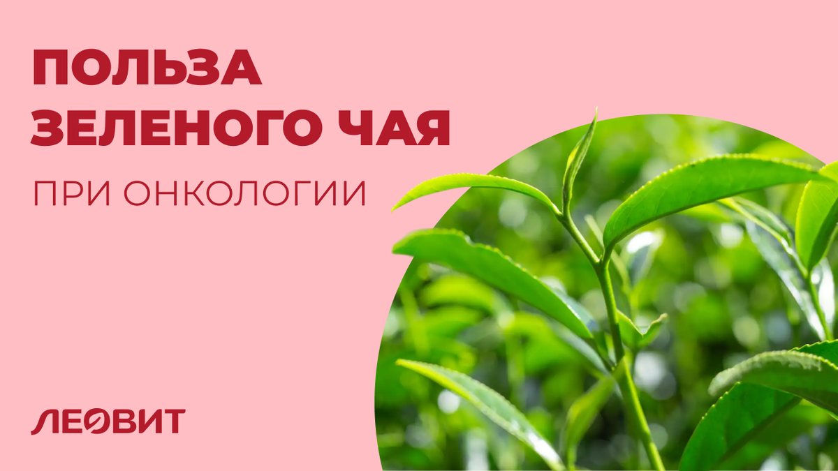 Целебные свойства зеленого чая в ракурсе онкологии
