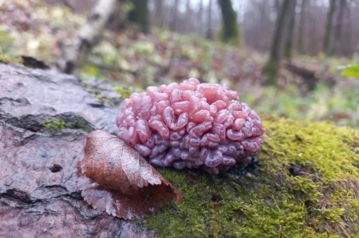    Тульский специалист рассказала про «лесной мозг»