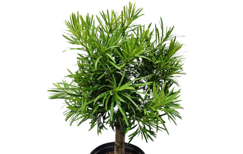 Podocarpus