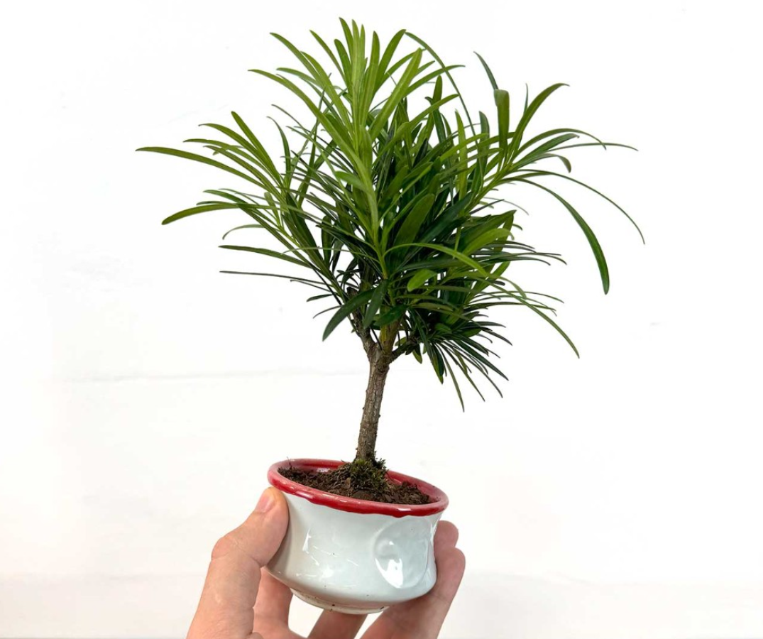 Подокарпус уход в домашних условиях