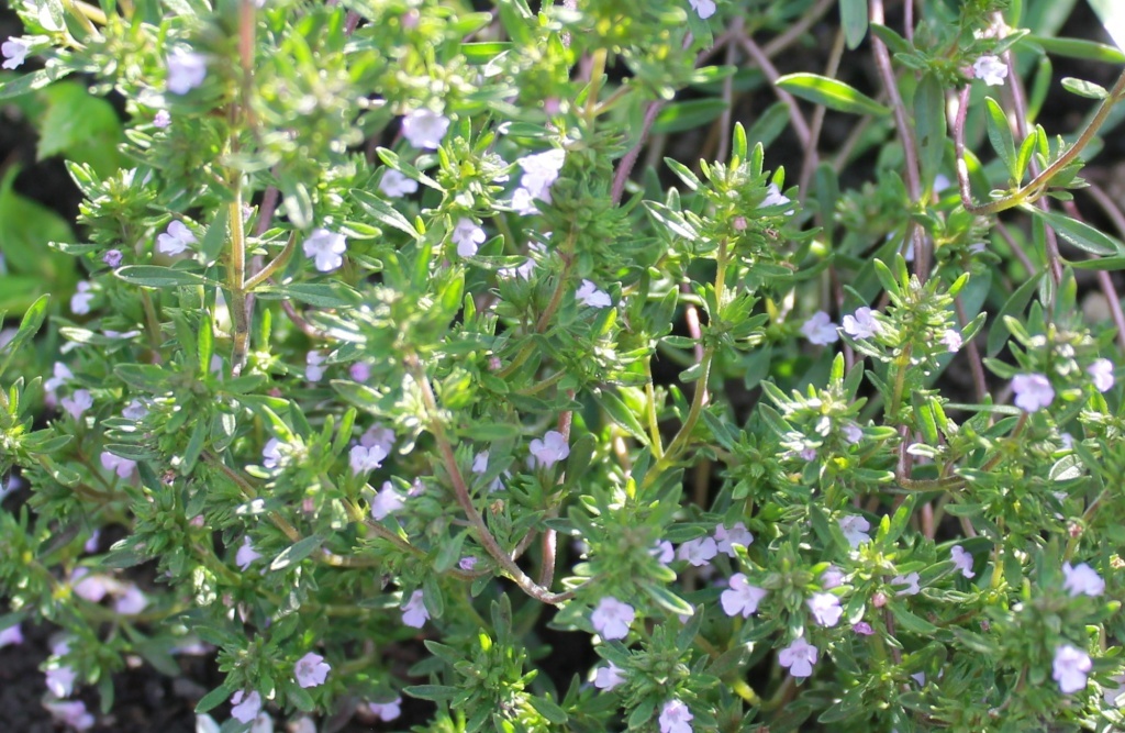  Цветы чабера