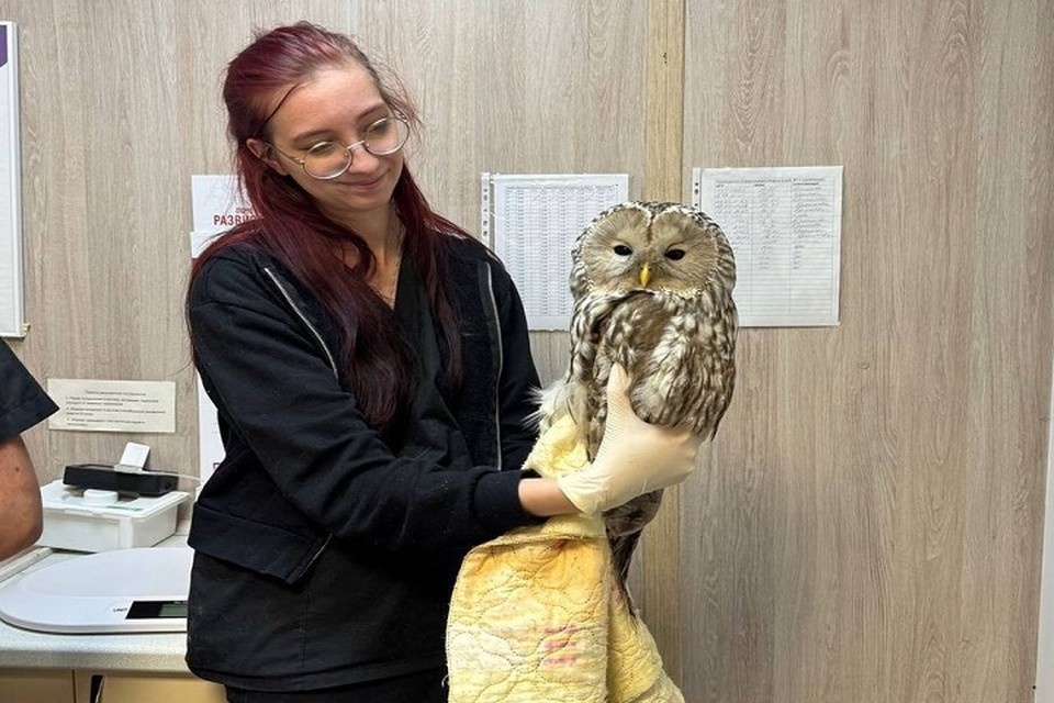    Исцеленную сову отпустили на волю. Фото: Ветклиника "Миллион друзей", ВК