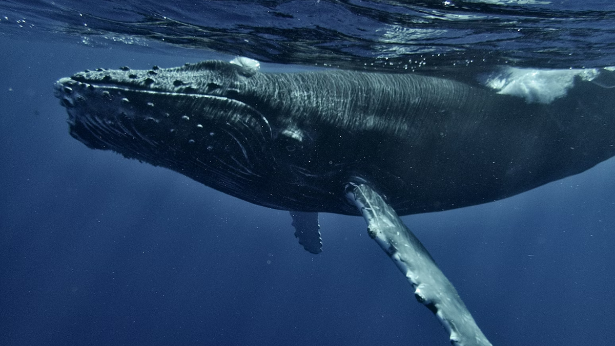     Chinh Le Duc/Unsplash