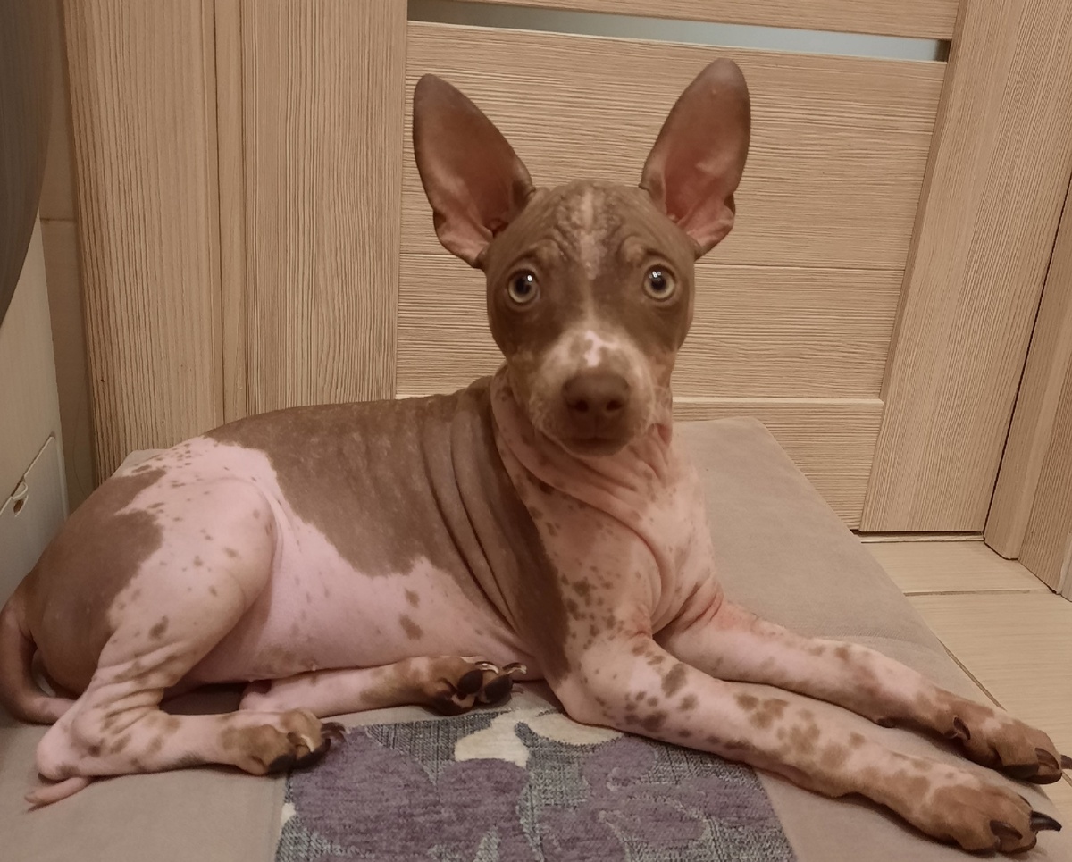    фото: © Фото предоставлено хозяйкой собаки