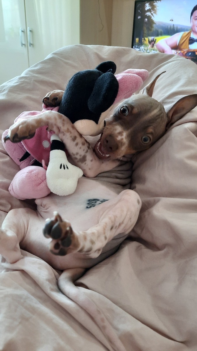    «Я испытала сильный стресс»: хозяйка голого терьера рассказала о нападении на ее питомца бойцовской собаки© Фото предоставлено хозяйкой собаки