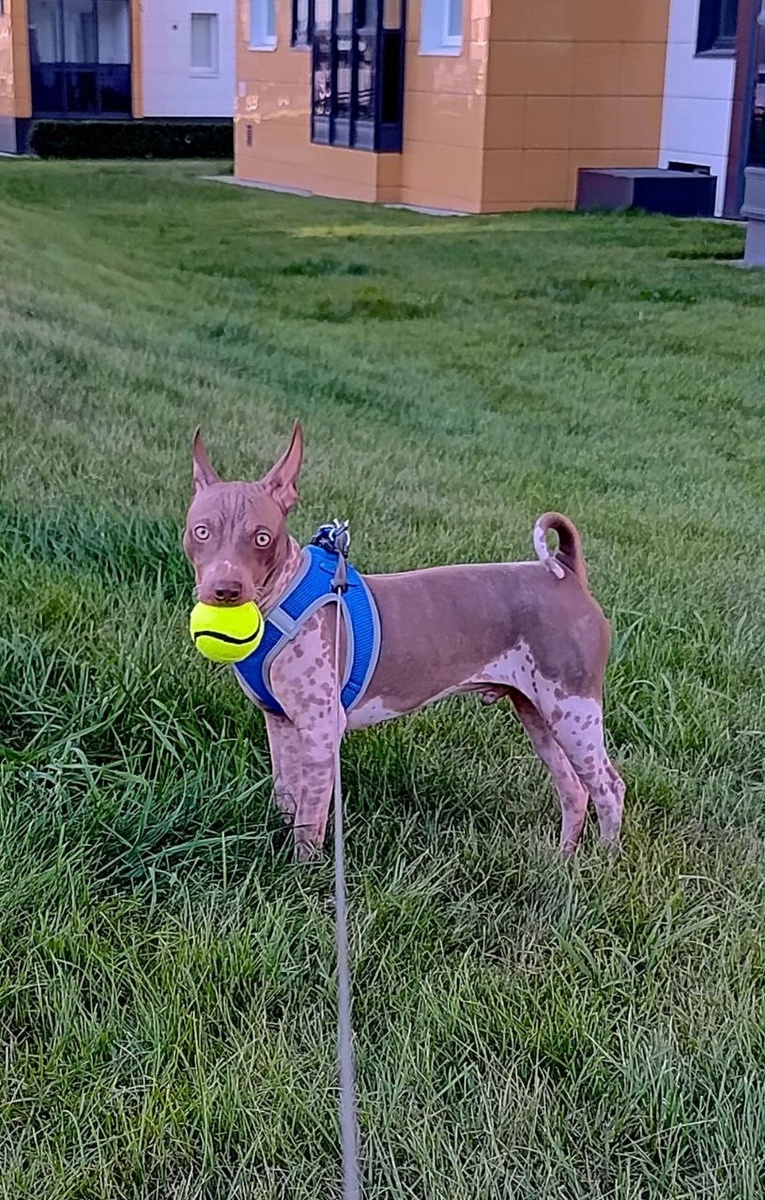    «Я испытала сильный стресс»: хозяйка голого терьера рассказала о нападении на ее питомца бойцовской собаки© Фото предоставлено хозяйкой собаки