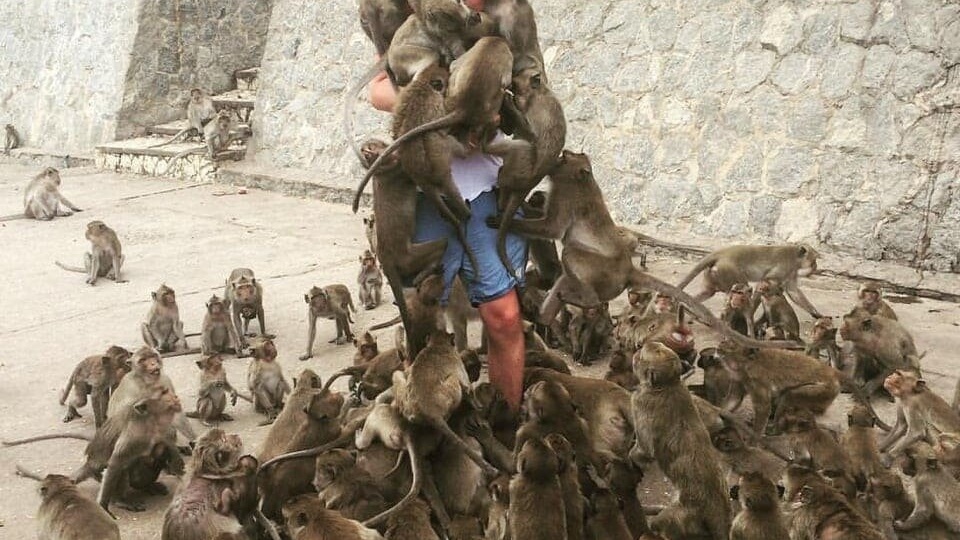 Самые наглые городские животные разных стран: Это нам ещё повезло с голубями и крысами!