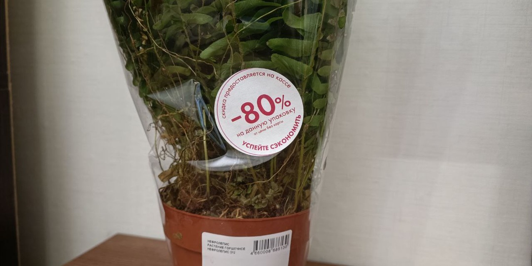 «Задохлики» — стоит ли покупать уценённые цветы и можно ли их спасти: полный гид для новичков и продвинутых