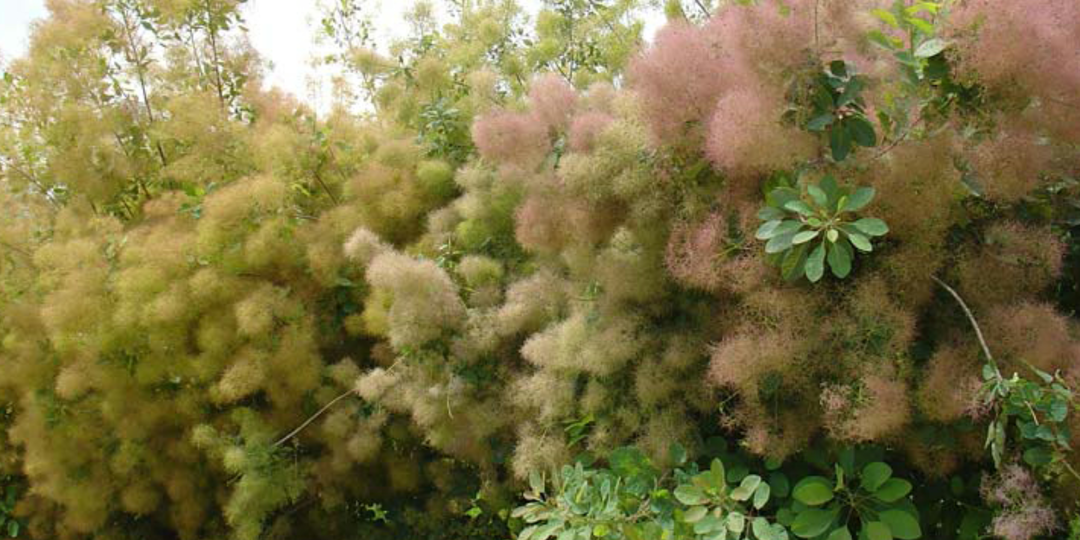 ВОСХИТИТЕЛЬНАЯ СКУМПИЯ. КОРОЛЕВА КРАСОТЫ НА ВАШЕМ УЧАСТКЕ.