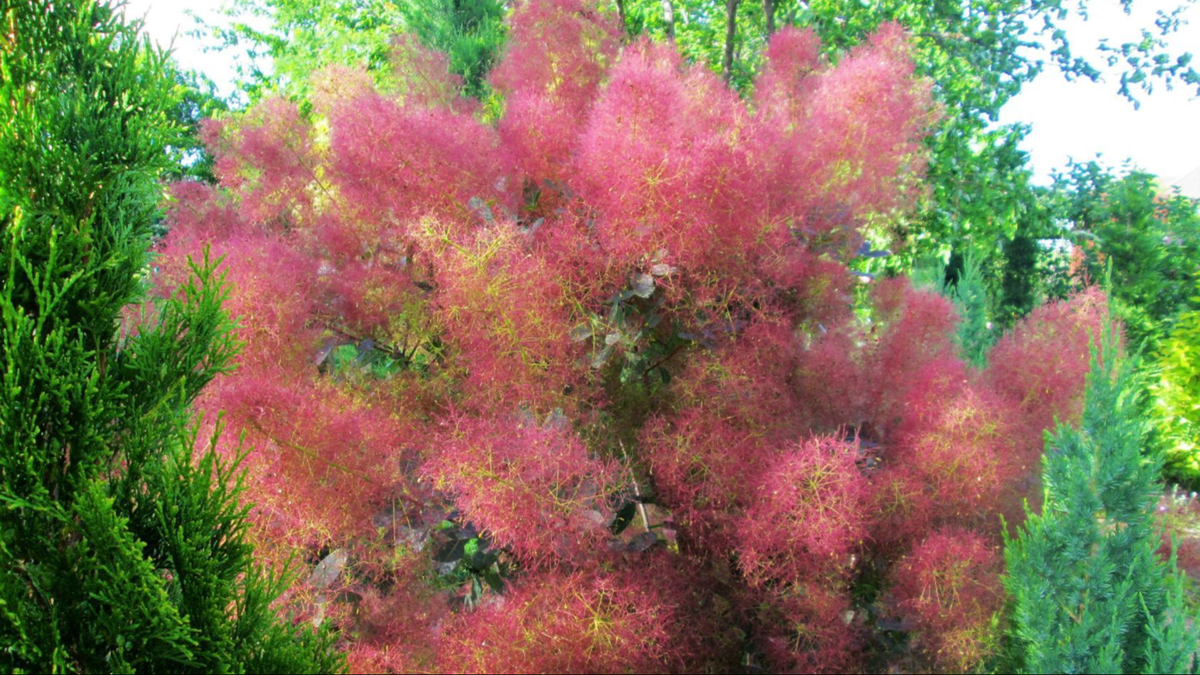 Фото из открытого источника