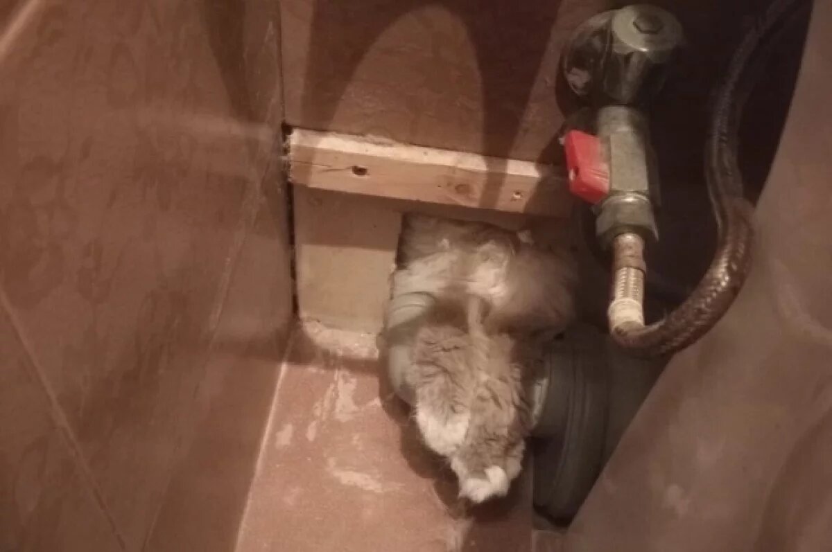    В Петербурге спасли из туалета 22-летнюю парализованную кошку