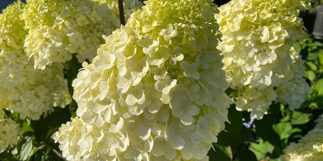 9 вещей для гортензий на следующий сезон, которые нужно приобрести уже сейчас
