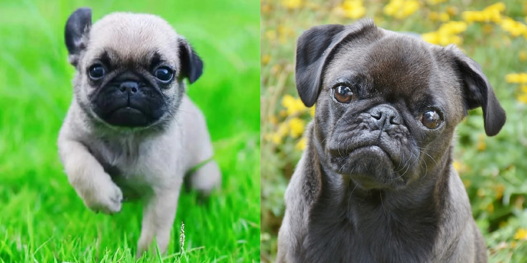 10 фактов, которые меняют представление о пугах (мопсах)