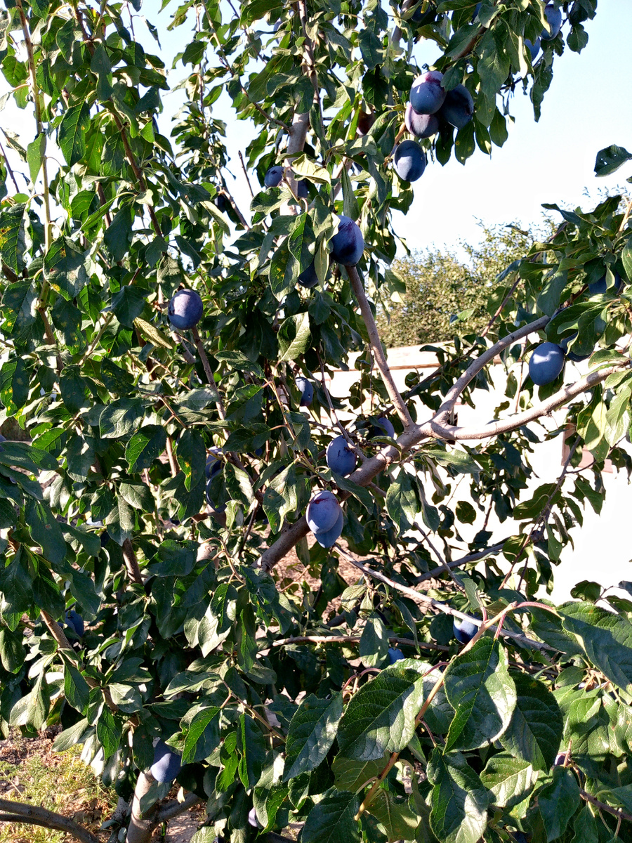 Сентябрь. Урожай слив.