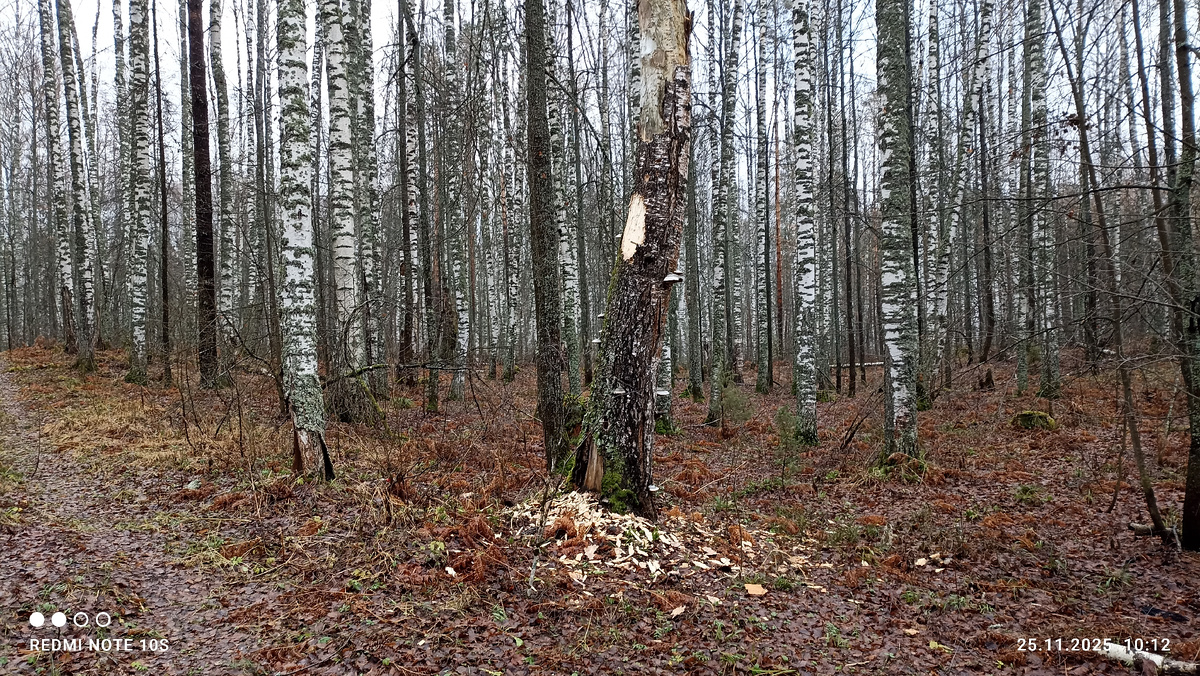 Кормушка дятла. Фото автора.