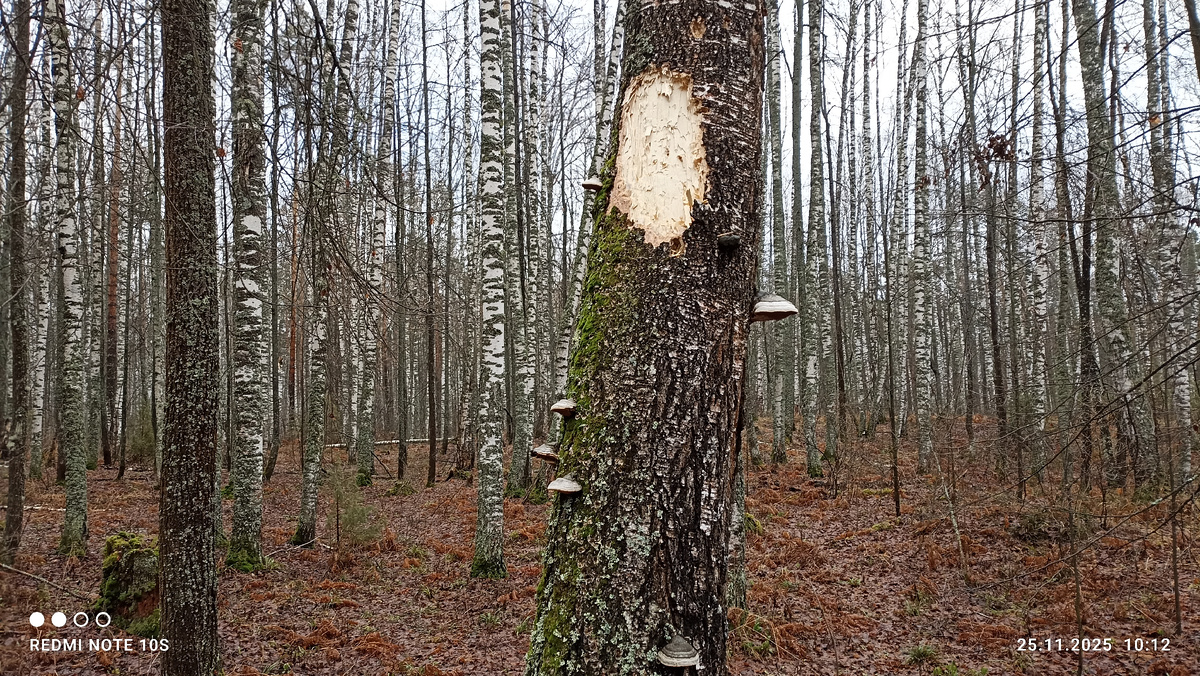 Старая береза, на которой трудился дятел. Фото автора.