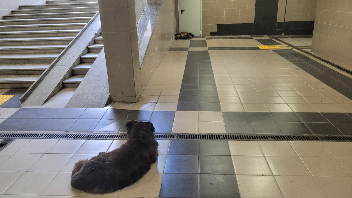 Собаки охлаждаются в подземном переходе