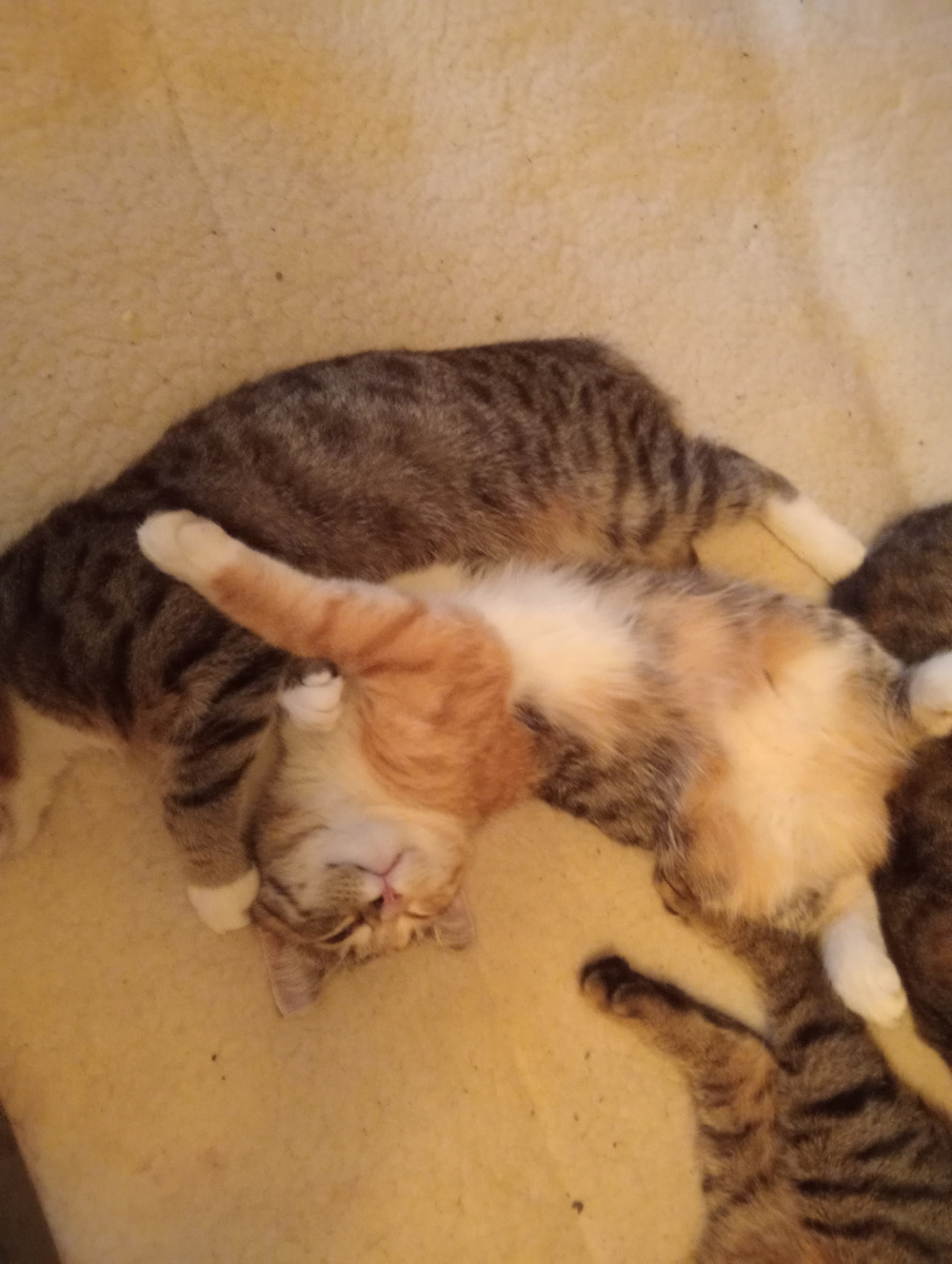 Дома тепло! Невася греет Маруську 