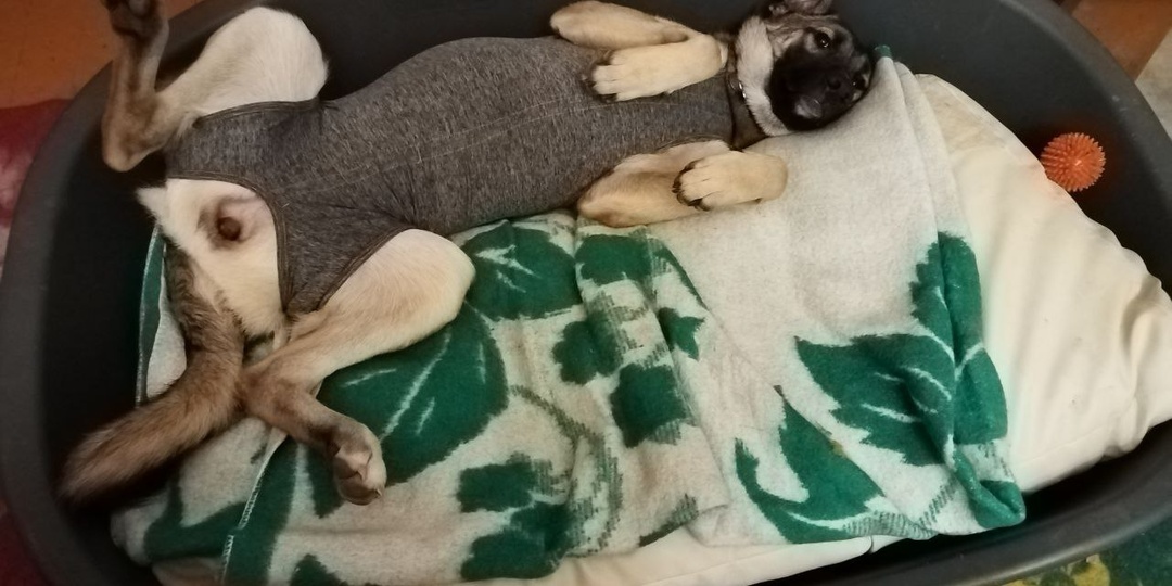 Семь месяцев взросления: как Ариша стала больше, чем просто собака