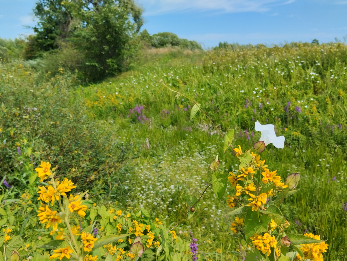 Этот живописный июльский овражек я сфотографировала по дороге к древнерусскому памятнику - церкви Покрова на Нерли