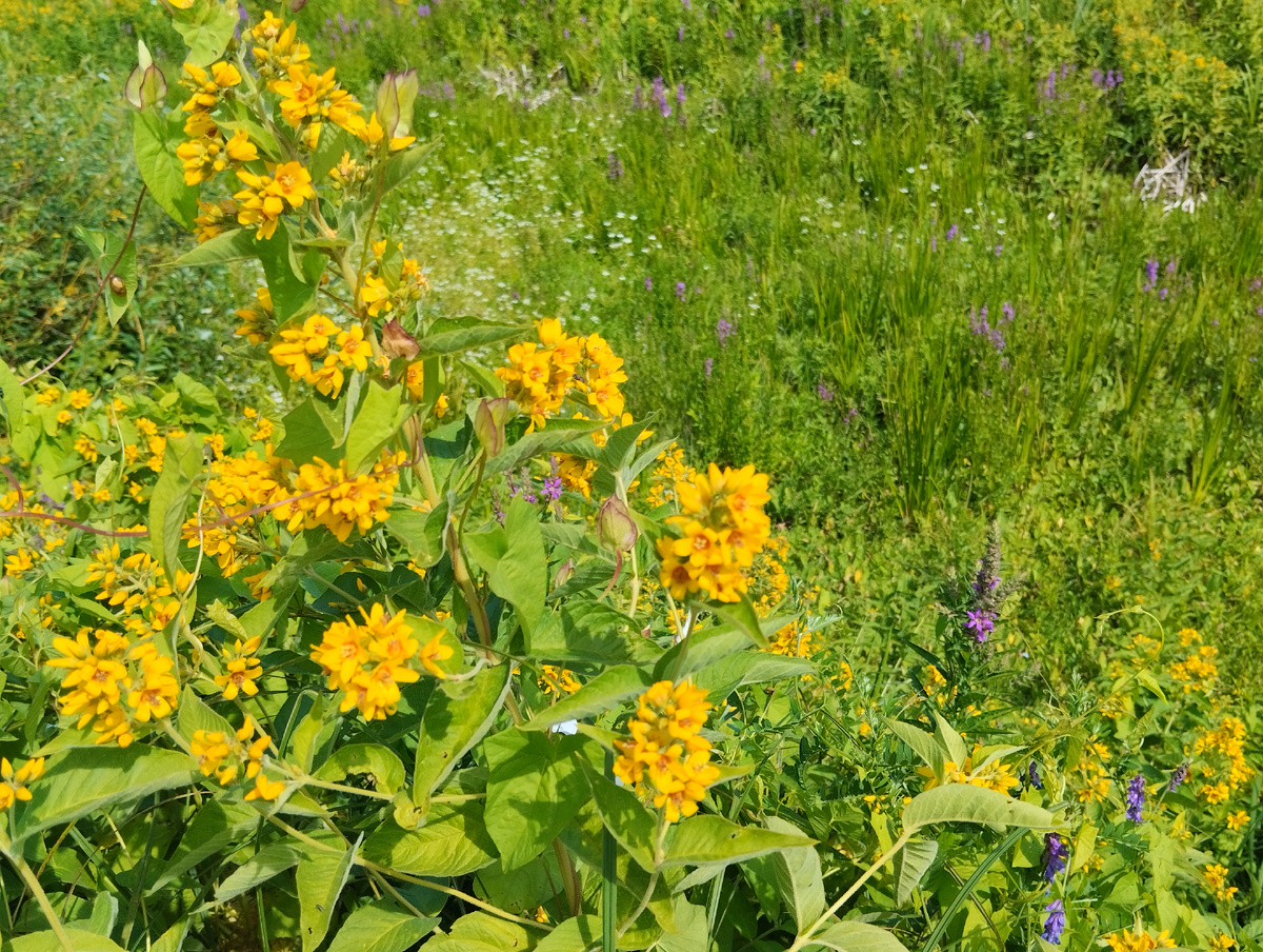 Здесь вербейник обыкновенный своим интенсивным жёлтым смещает фокус внимания с пронзительно сиренево-розовых свечек дербенника