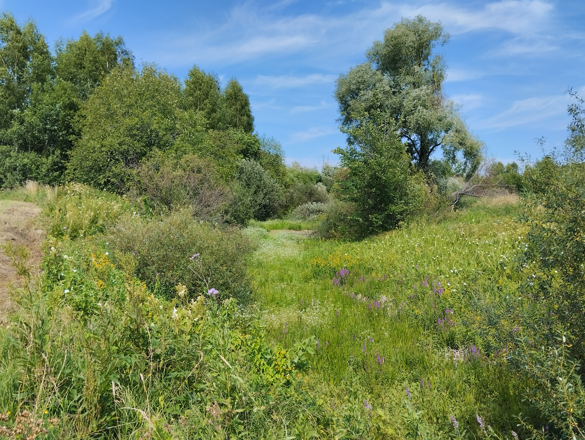 Пурпур по склонам оврага - это дербенник иволистный