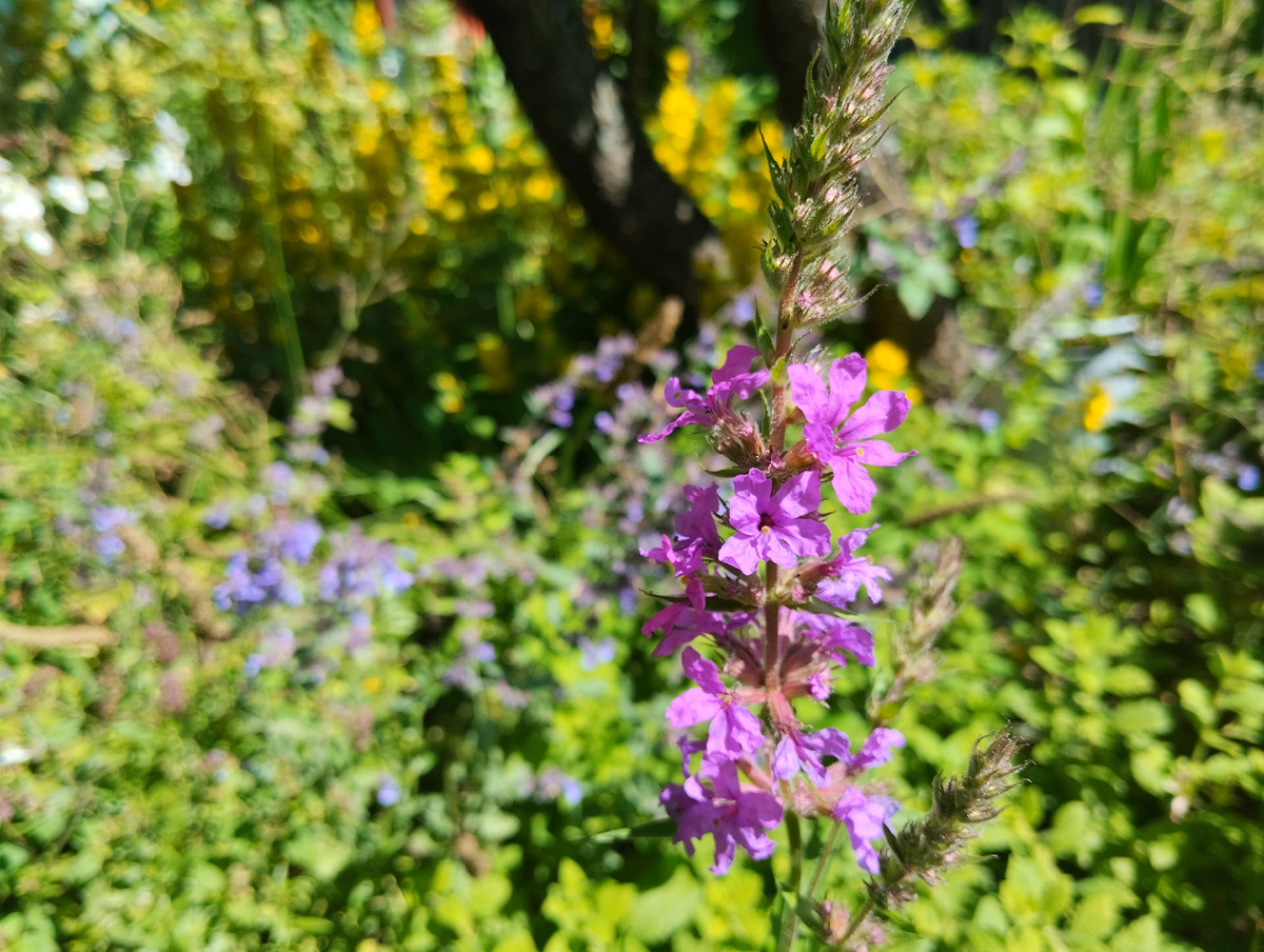 Дербенник иволистный 'Robert"/"Роберт" 