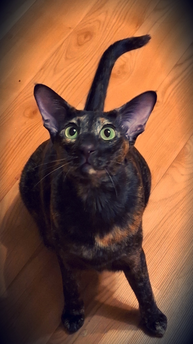 Ой, ну подумаешь, краса района! Королева ларька! Разбивательница алкогольных сердец! А у меня хвост из головы, можешь так?