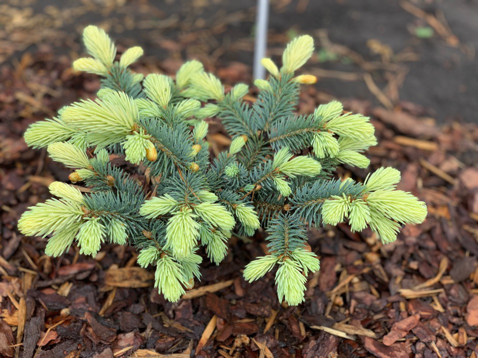 Picea pungens Bialobok