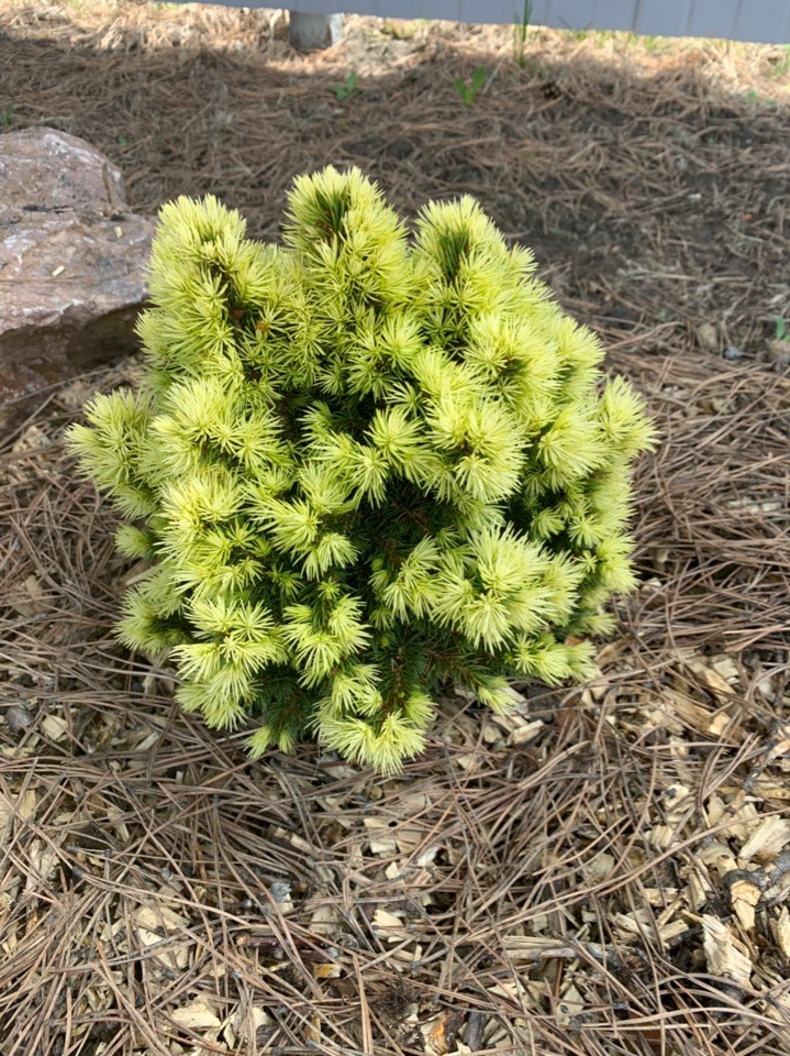 Picea glauca Dendrofarma Gold